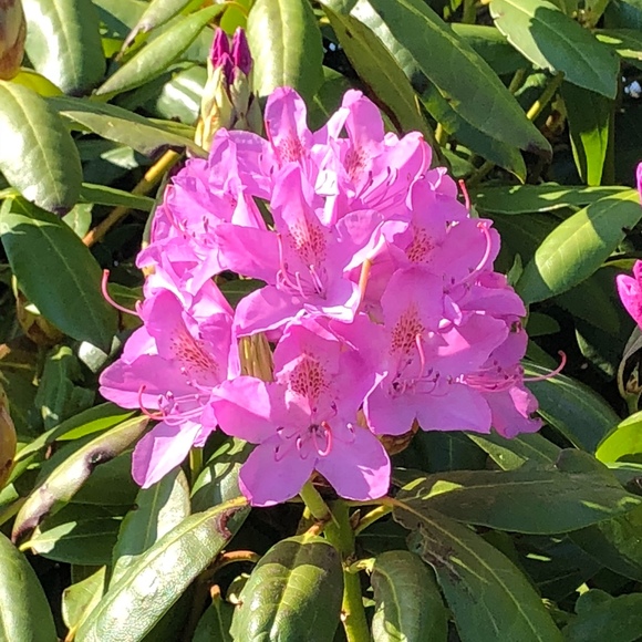 Meet your Posher, Ara - Picture 1 of 1